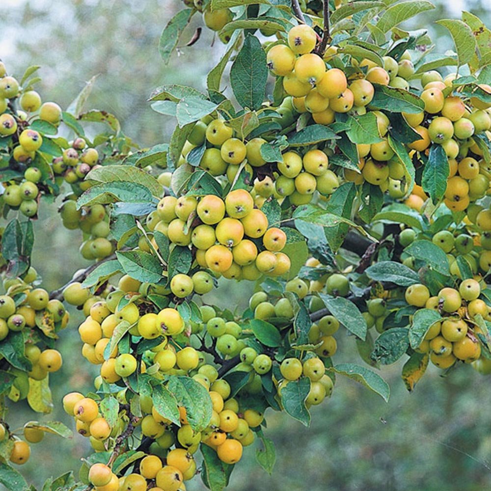 Malus 'Golden Gem' crab apple tree