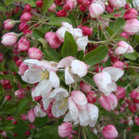 Crab apple flowers on Malus 'Golden Gem'