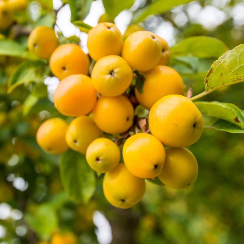 Malus 'Golden Hornet'  crab apple tree