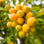 Malus 'Golden Hornet'  crab apple tree