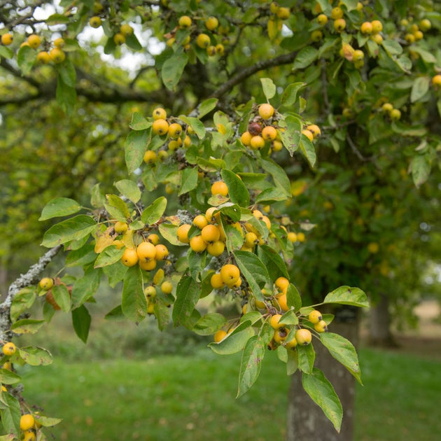 Malus 'Golden Hornet' tree