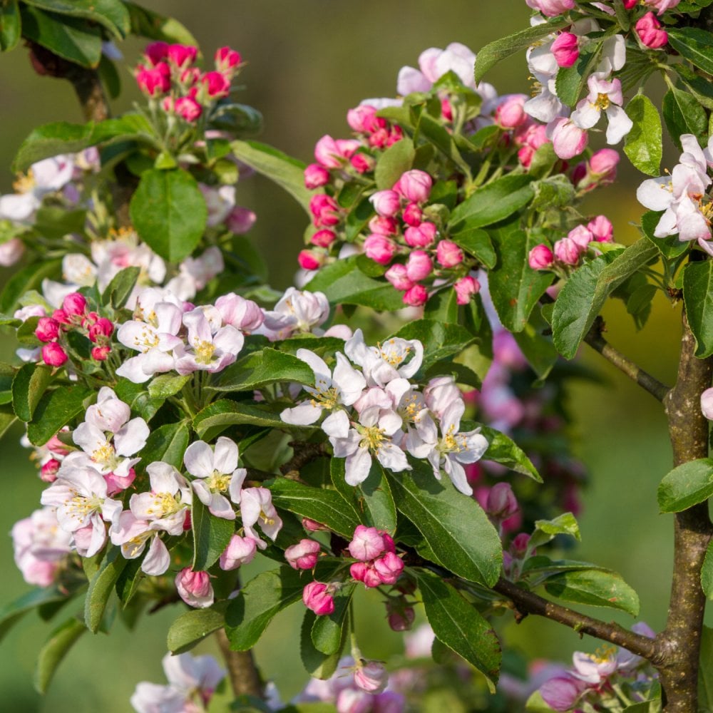 Crab Apple 'Golden Hornet' blossom