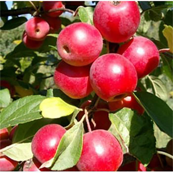 Malus 'Gorgeous' crab apple tree