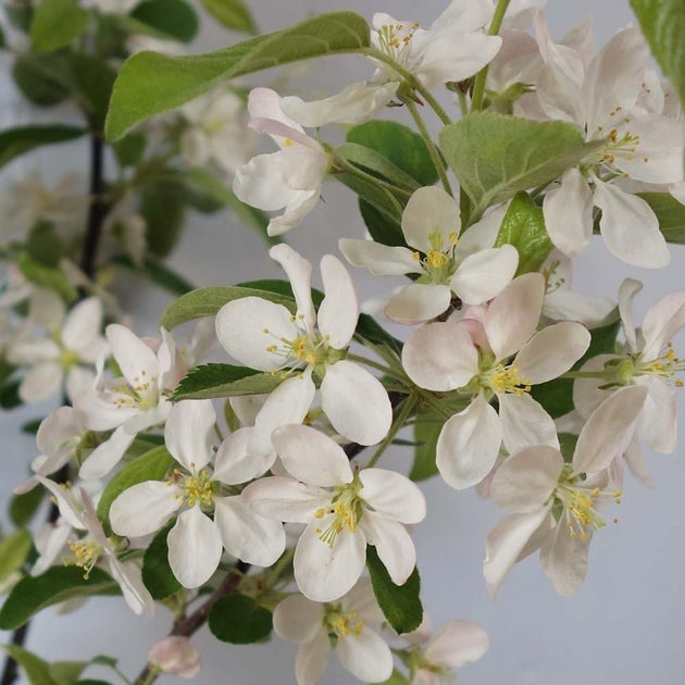 Malus 'Gorgeous' crab apple blossom