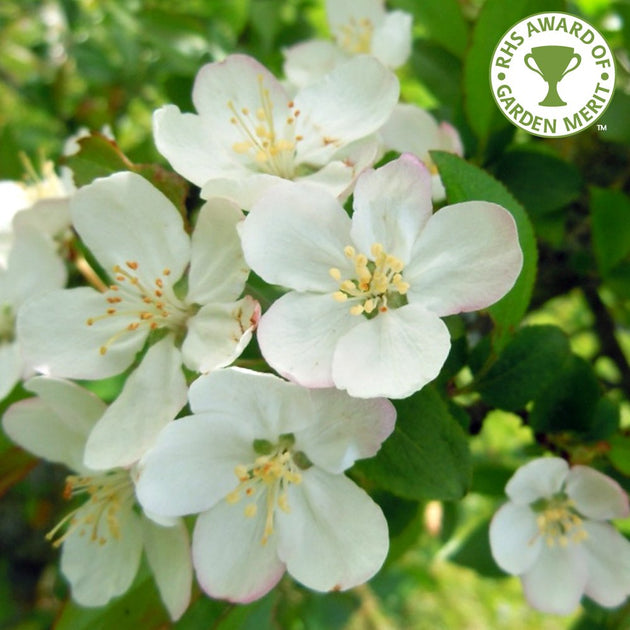 Malus hupehensis tree