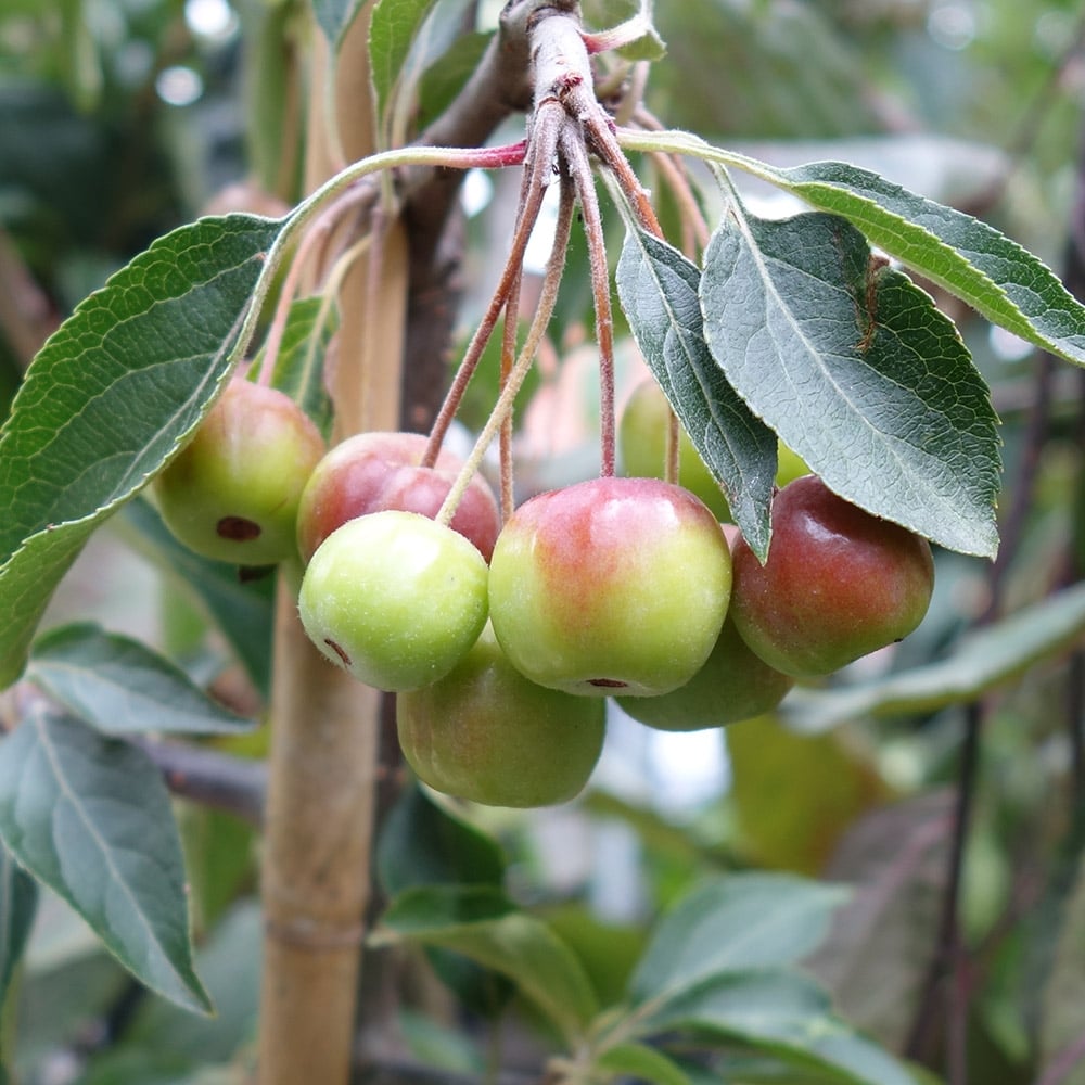 Crab apples on Malus hupehensis