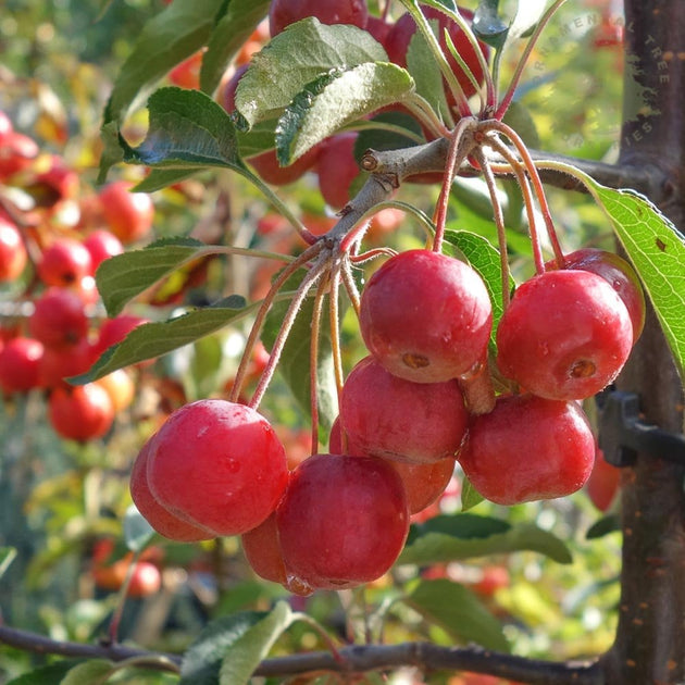 Tea crab apples