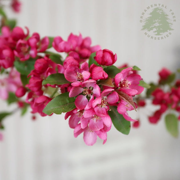 Malus 'Indian Magic' apple blossom