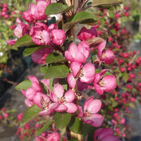 Malus 'Indian Magic' Crab Apple