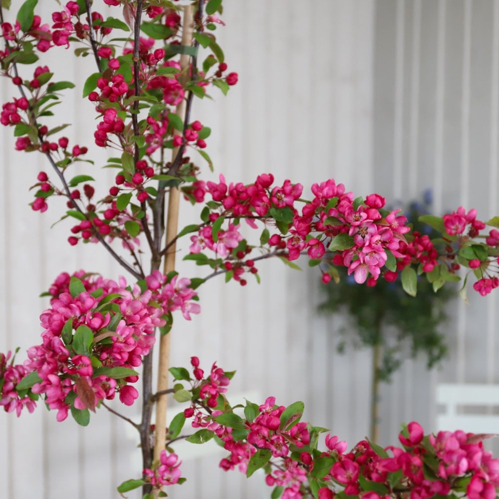 Malus 'Indian Magic' tree