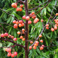 Malus 'Indian Magic' crab apples