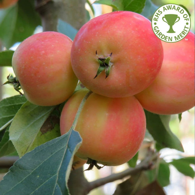 Malus 'Jelly King' Crab Apple tree