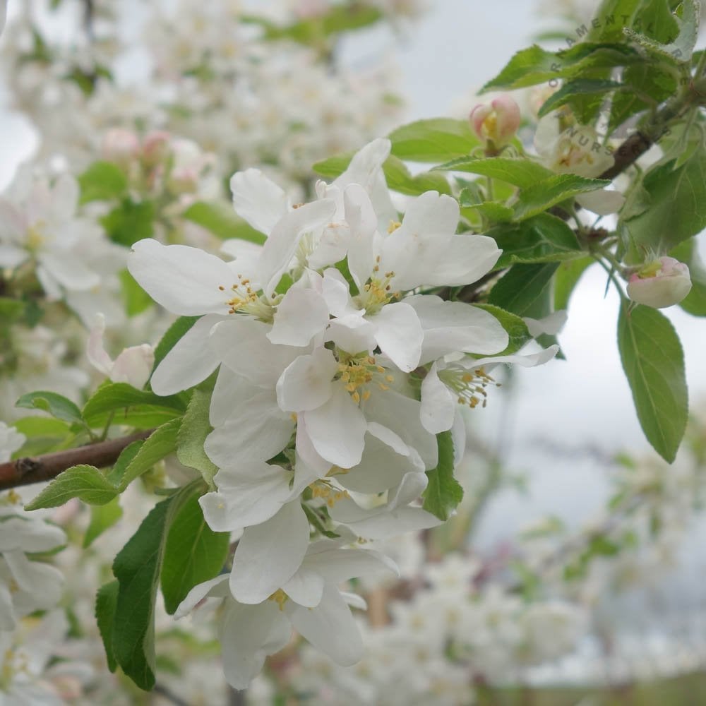 Malus 'Jelly King' flowers