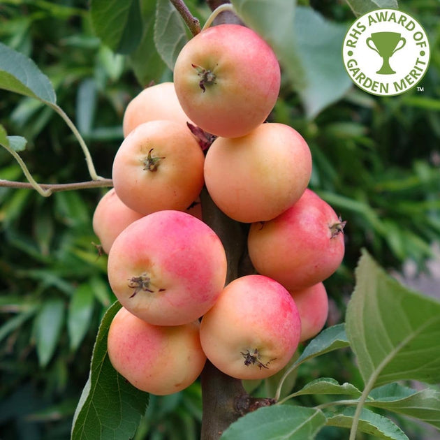 Malus 'Jelly King' Crab Apple tree