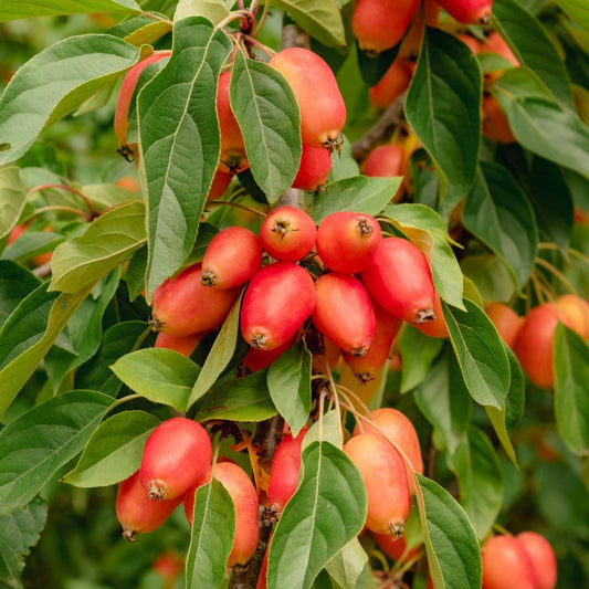 Crab Apple John Downie fruits