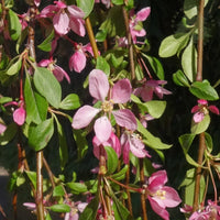 Malus 'Louisa' Crab Apple