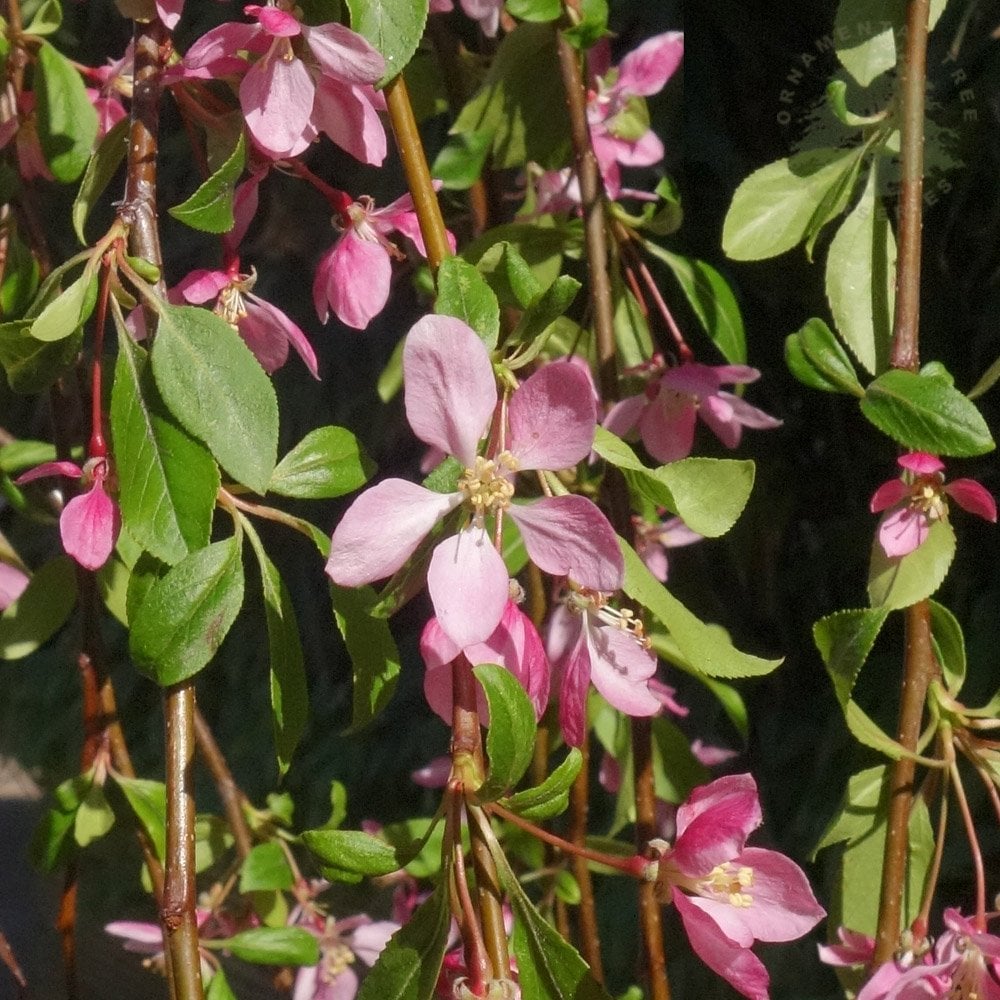 Malus 'Louisa' Crab Apple