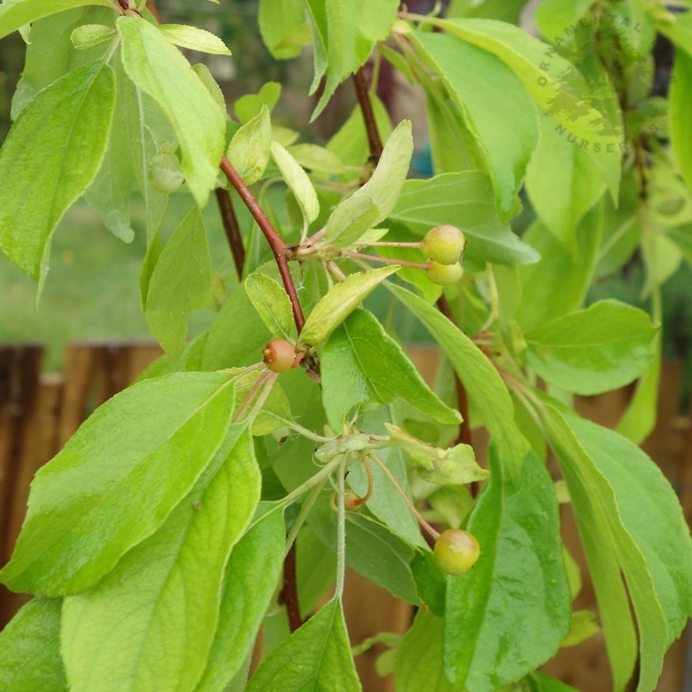 Malus 'Louisa'