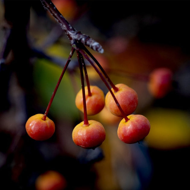 Malus Madonna crab apple tree