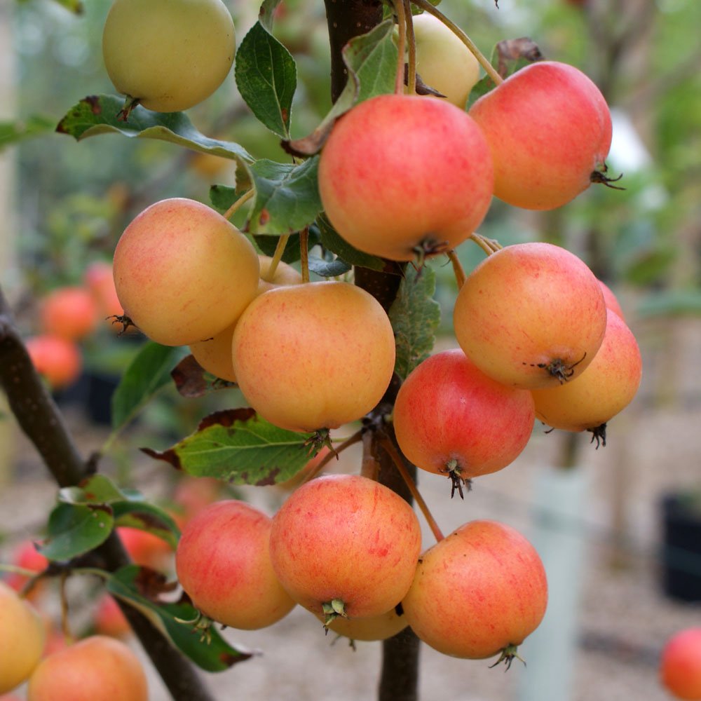 Malus Marble crab apples