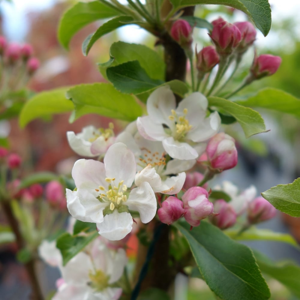 White flowers of Malus Marble Nuvar