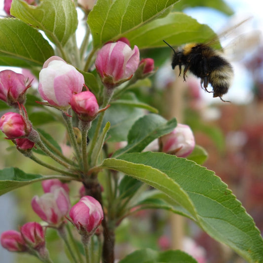 Bee landing on Malus Marble Nuvar