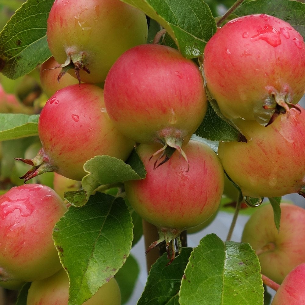 Malus Marble