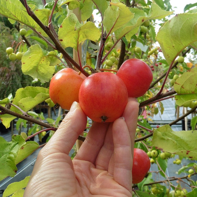 Malus Marble crab apples