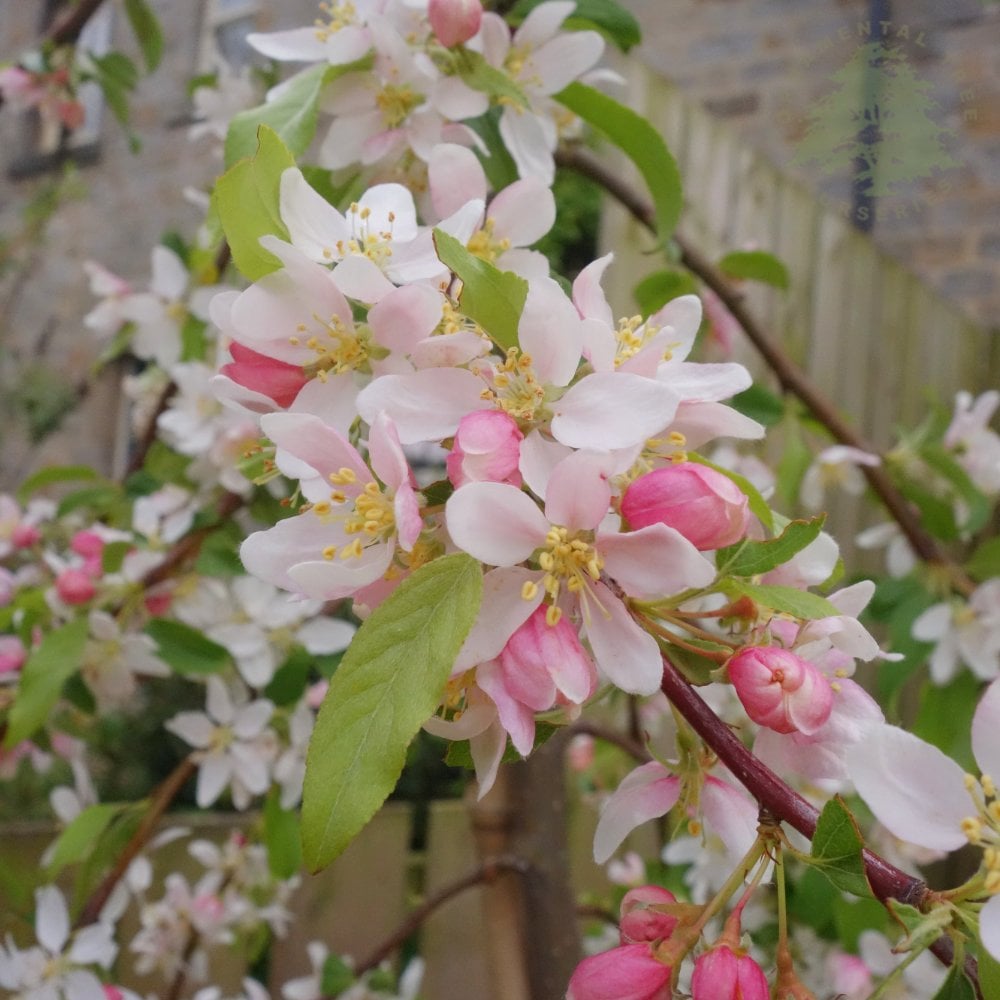 Malus Molten Lava crab apple tree