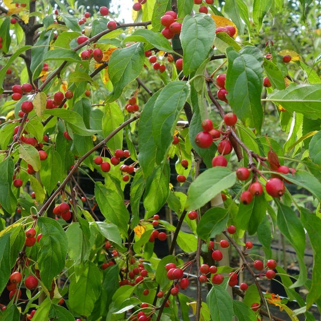 Malus Molten Lava crab apples