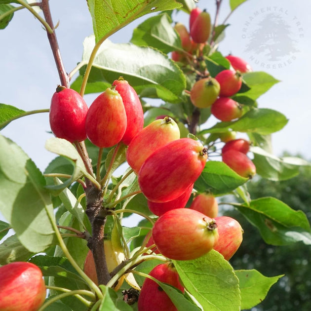 Malus 'Pink Glow' Crabapples