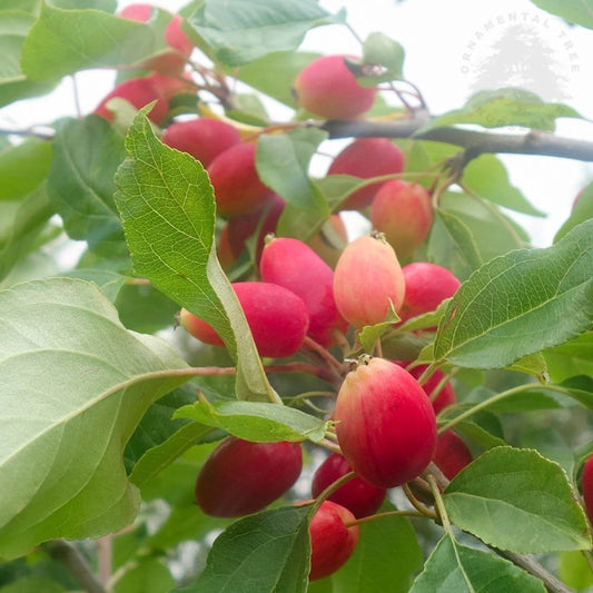 Malus 'Pink Glow' Crab Apple