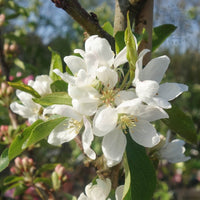 Malus 'Pink Glow' Crab Apple blossom