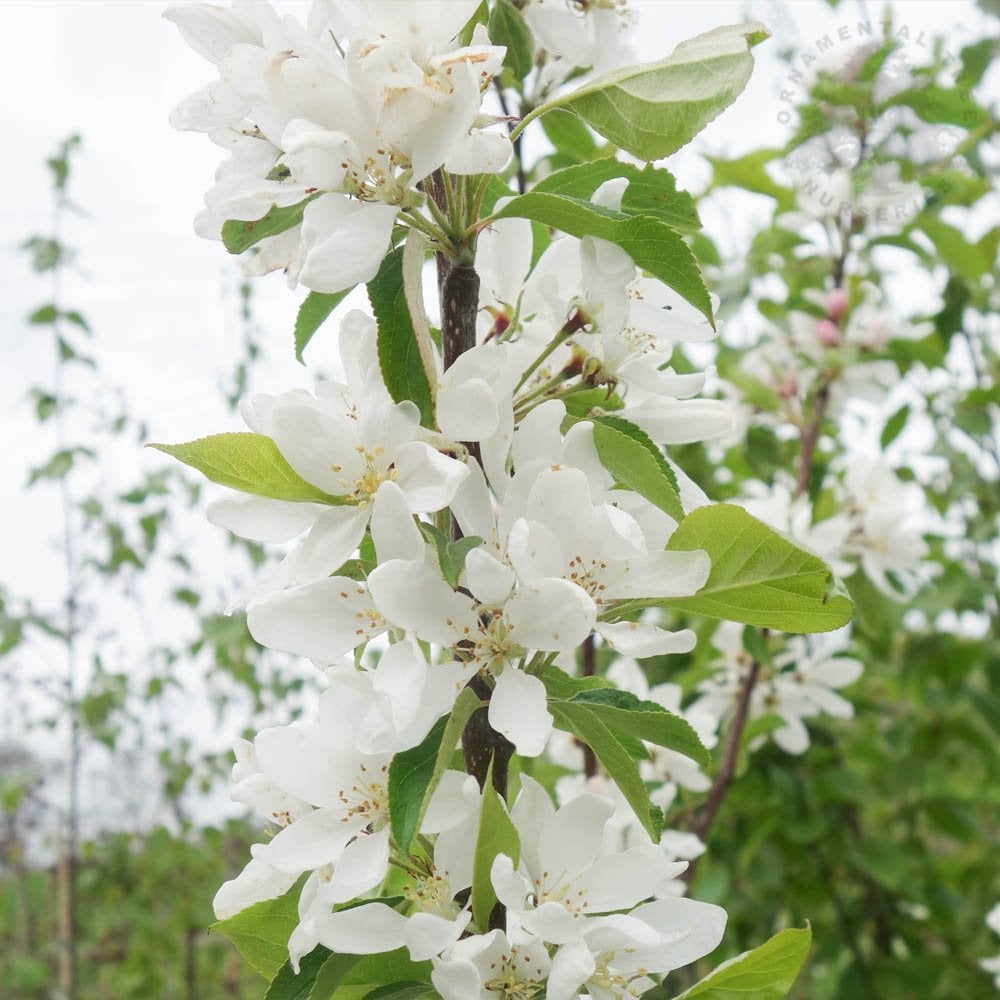 Malus 'Pink Glow' Crab Apple