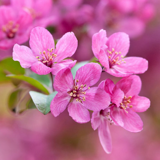 Malus 'Prairifire' crab apple tree