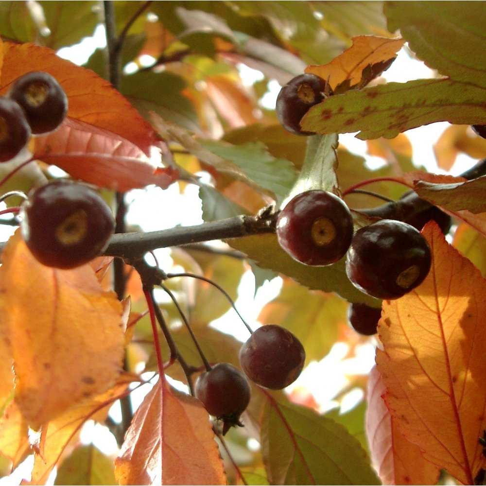 Malus Profusion Improved purple crab apples