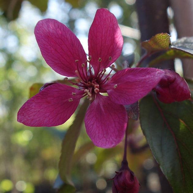 Malus Profusion Improved purple flowers