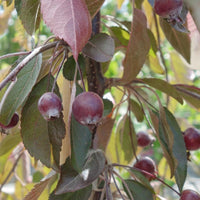 Malus 'Crimson Cascade' Crab Apples