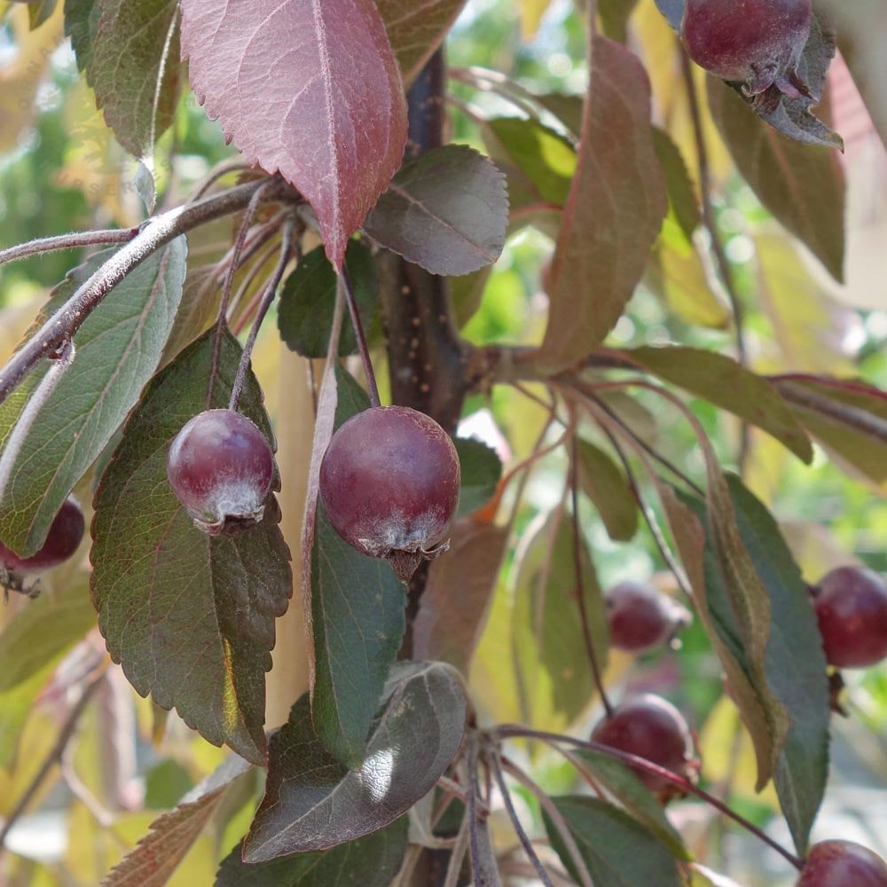 Malus 'Crimson Cascade' Crab Apples