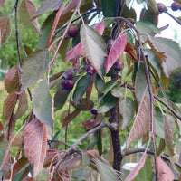 Malus × purpurea 'Crimson Cascade'