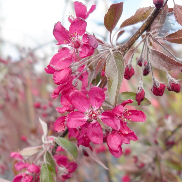 Malus × purpurea 'Crimson Cascade'