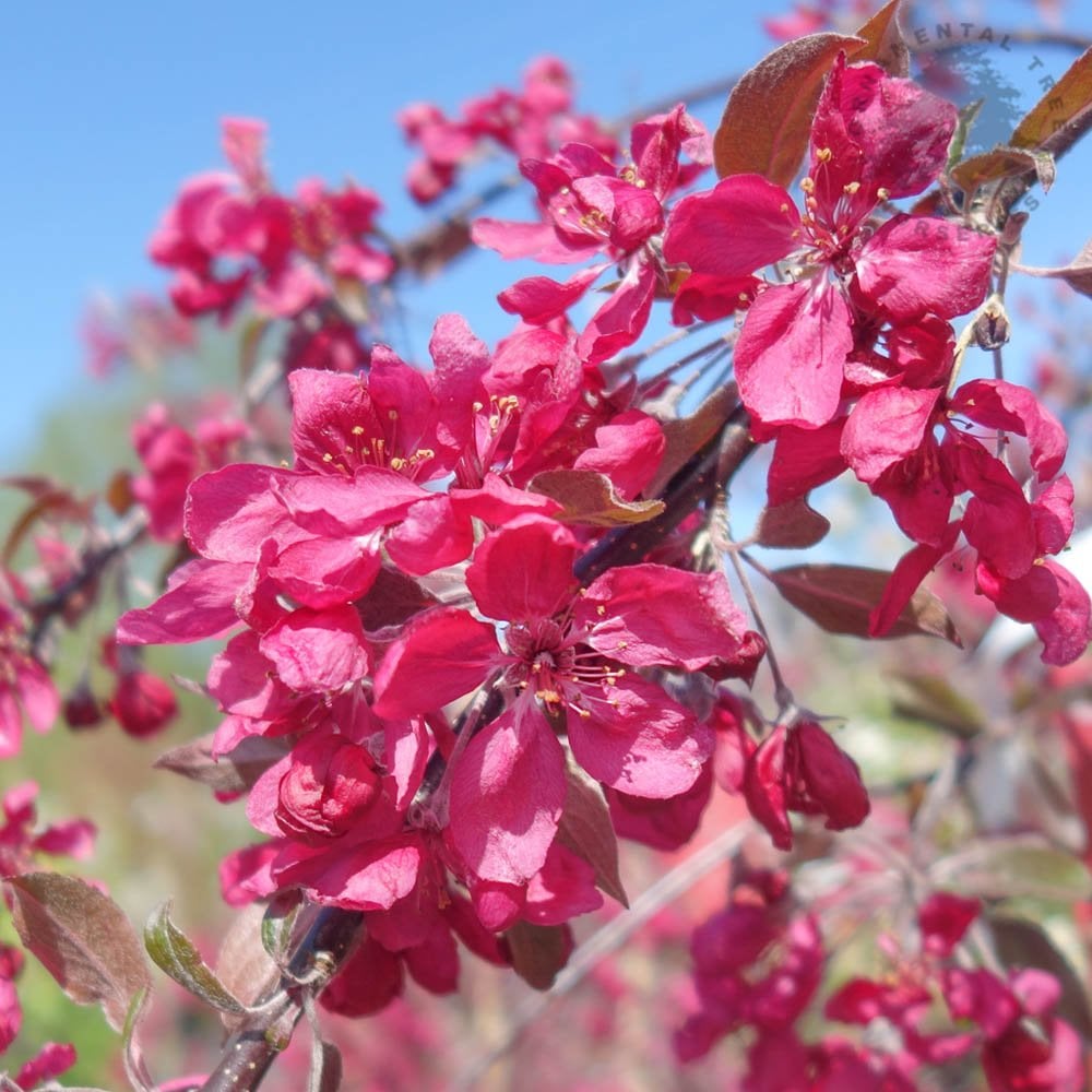 Malus × purpurea 'Crimson Cascade'