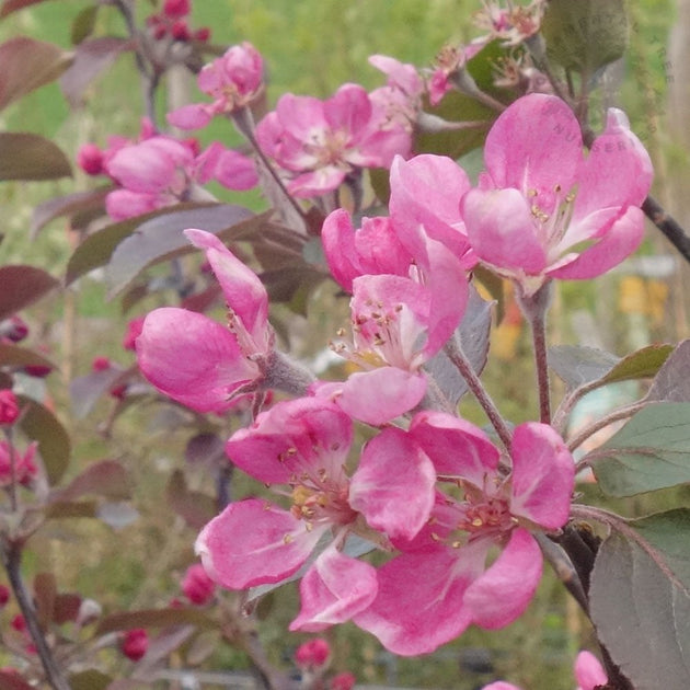 Malus × purpurea 'Neville Copeman'