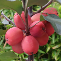 Malus × purpurea 'Neville Copeman' crab apples