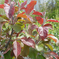 Malus × purpurea 'Neville Copeman' purple leaves