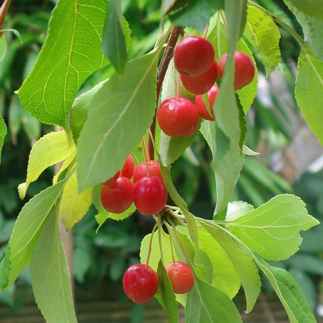 Malus 'Red Jade' red crab apples