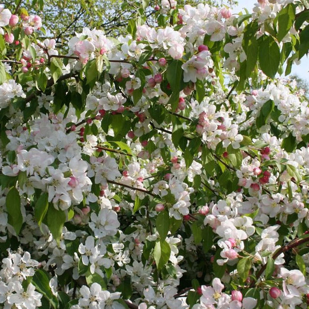 Malus 'Red Jade' Crab Apple tree