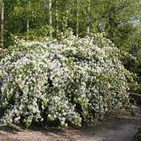 Mature Malus 'Red Jade' weeping Crab Apple tree