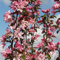 Malus 'Red Obelisk' Crab Apple tree