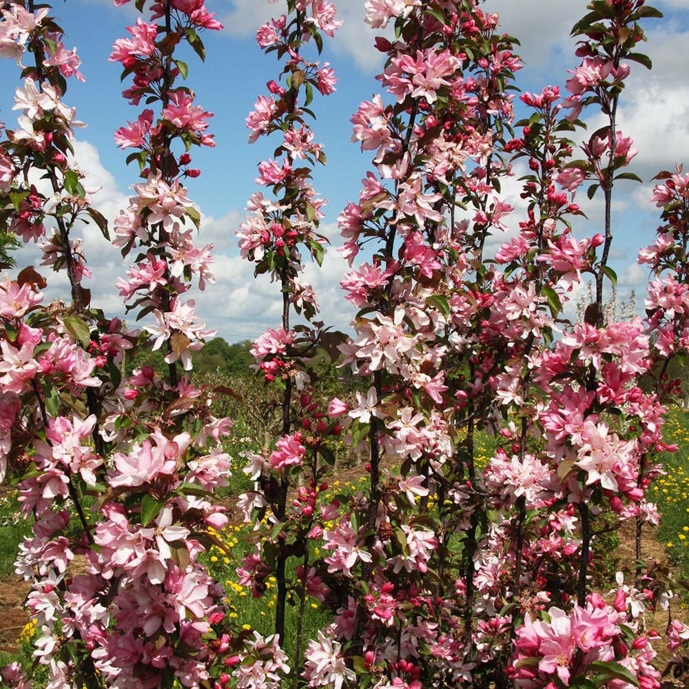 Malus 'Red Obelisk' pink flowers